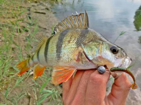 ВИБРОХВОСТ "2.9" (7.40) TIOGA PRO SERIES 085 "Lucky John"