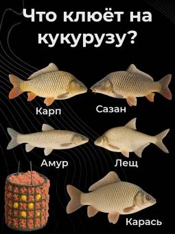 КУКУРУЗА натуральная с пшеницей 1кг прикормочная смесь