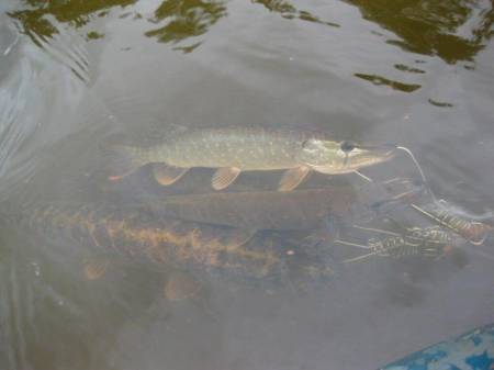 КУКАН с поплавком и 5-ю карабинами "Miracle-Fish"